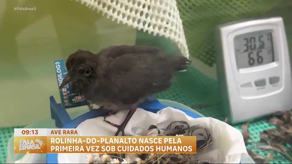Rolinha-do-planalto nasce pela primeira vez sob cuidados humanos