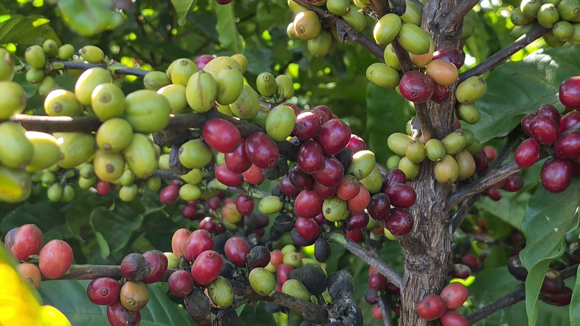 Excesso de chuva prejudica colheita do café arábica e acende alerta entre produtores