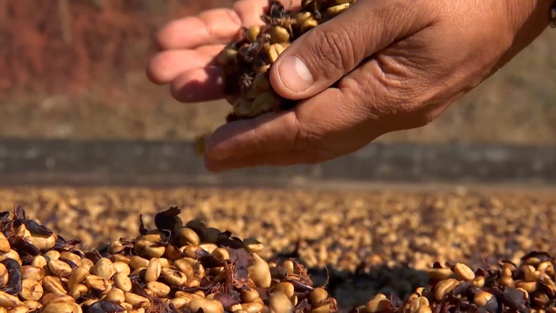 Inverno atípico e chuvoso em julho pode impactar exportação do café