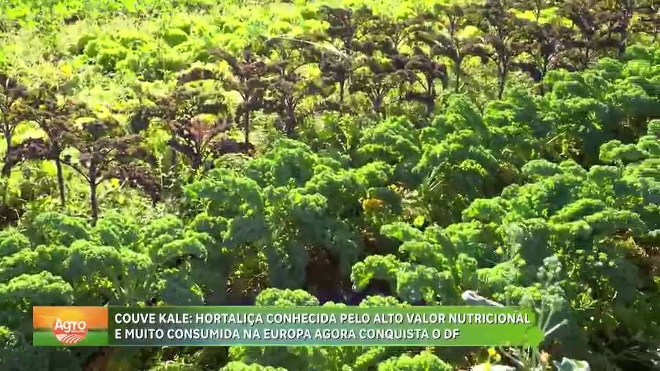 Couve kale ganha espaço no DF e conquista consumidores