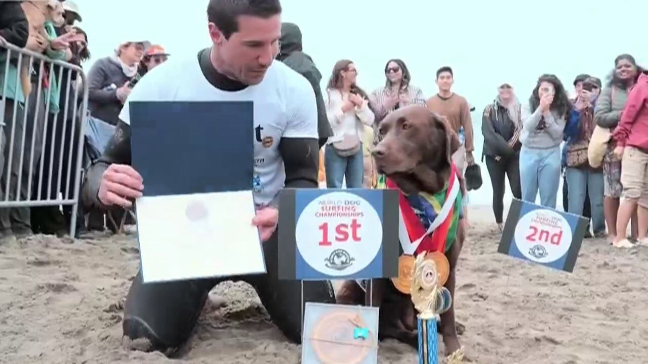Labradora brasileira aprende a surfar e se torna bicampeã mundial da modalidade; veja vídeo