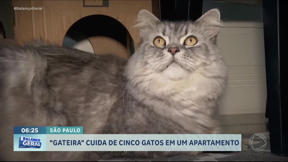 Publicitária abre sua casa em SP e mostra rotina com cinco gatos exóticos