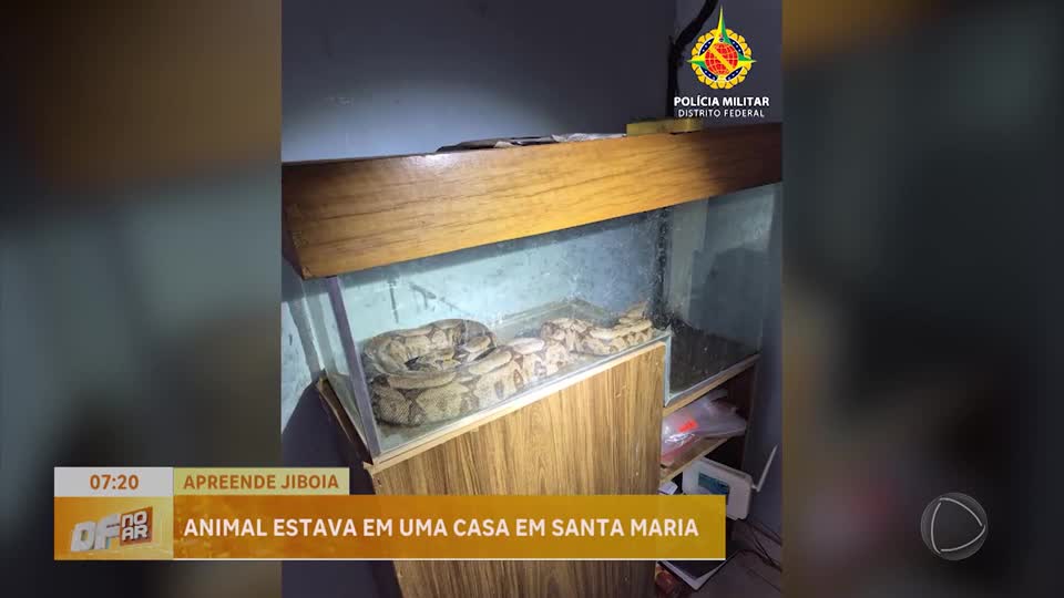 Polícia Militar apreende jiboia mantida em uma casa em Santa Maria (DF)