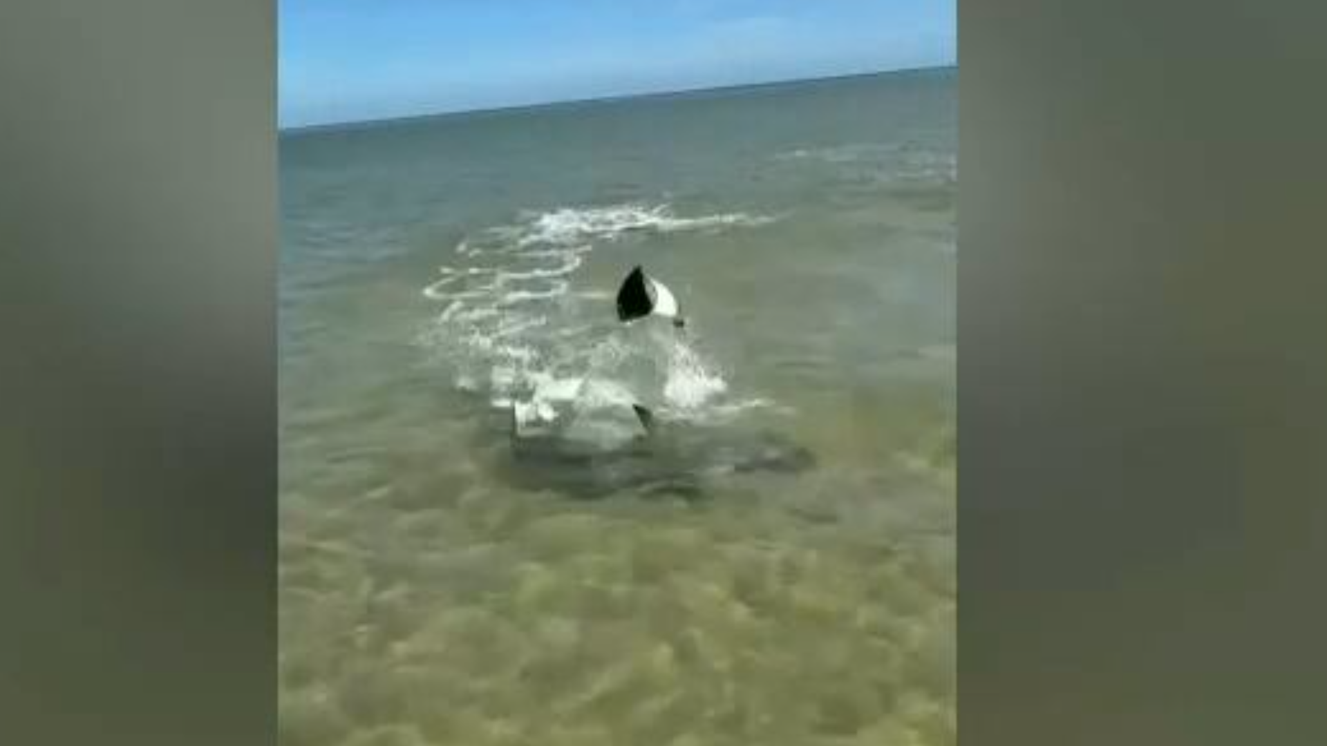Neymarraia? Arraia 'dribla' tubarão e consegue fugir do predador; assista