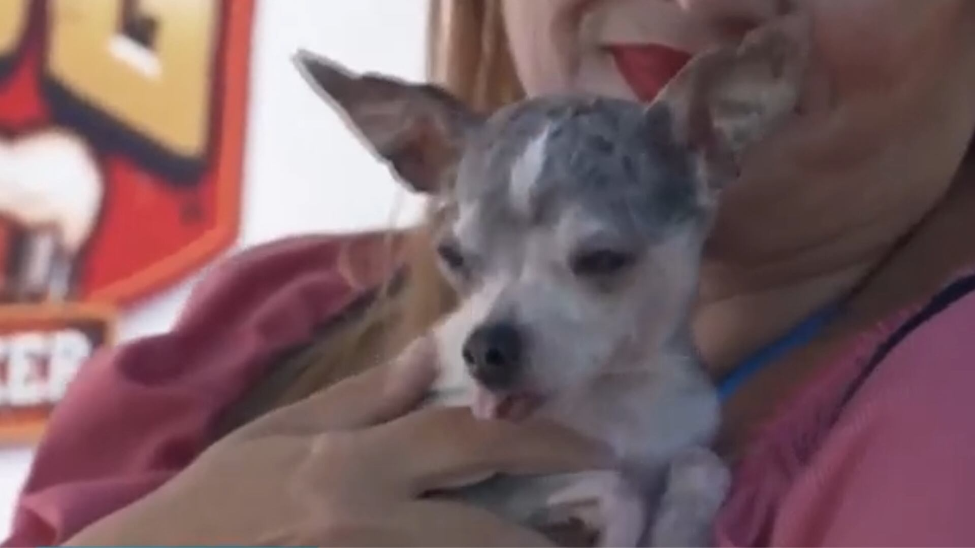 Concurso elege o ‘cão mais feio do mundo’ para celebrar a diversidade dos pets na Califórnia