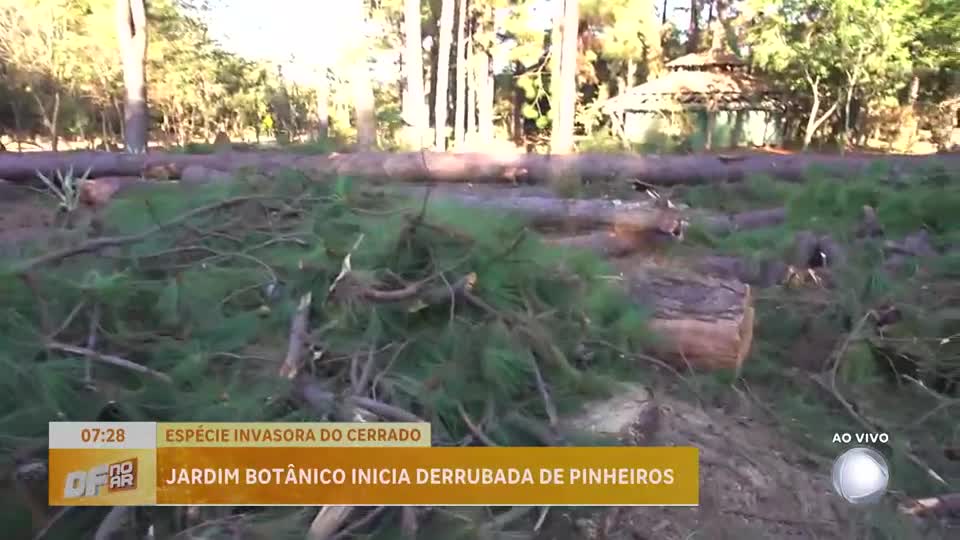 Jardim Botânico de Brasília começa a derrubada de pinheiros