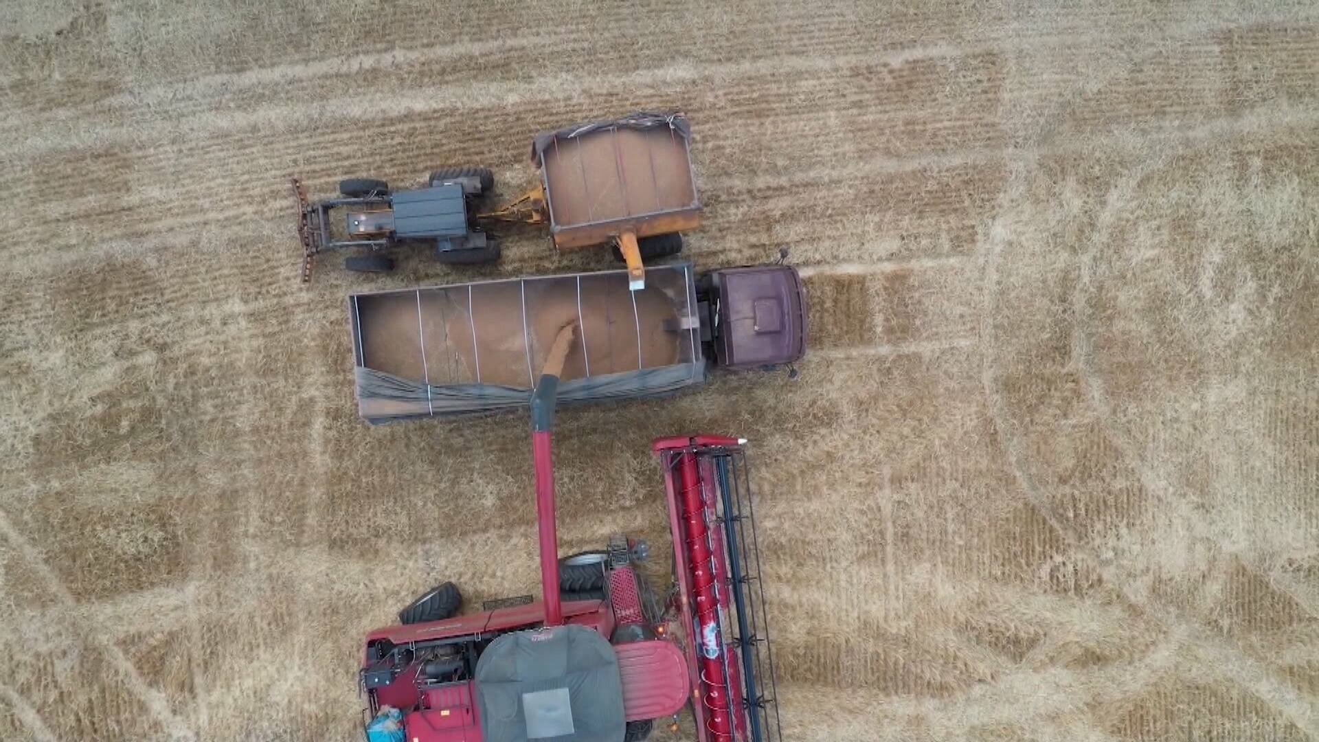 Brasil aumenta importações de trigo em agosto