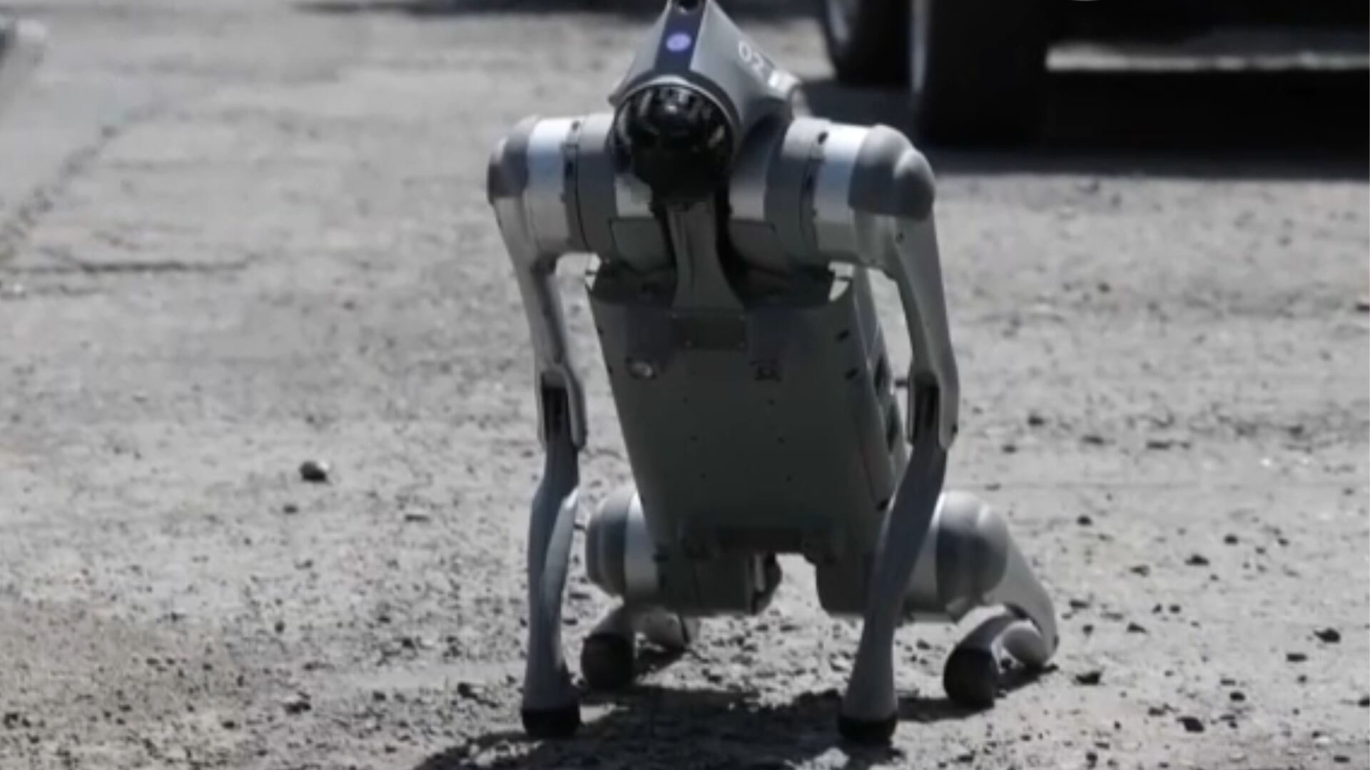 Conheça Waldog, o cachorro-robô que atua como defensor de animais pelas ruas do México