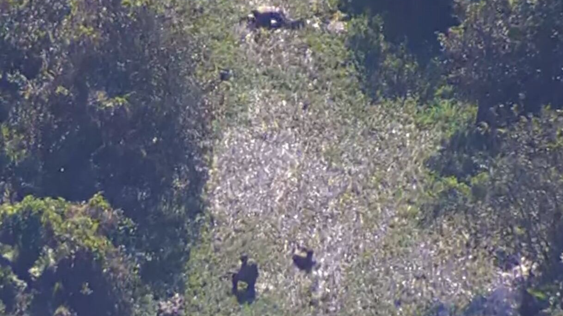 Agentes do Bope vasculham mangue em busca de criminosos escondidos em mata na zona oeste do Rio