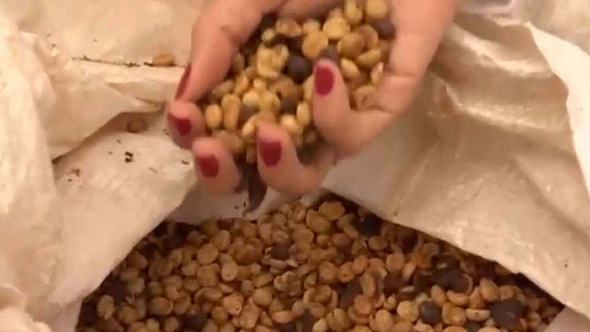 Receita com exportação de café bate recorde de US$ 1 bilhão apesar do recuo do volume embarcado