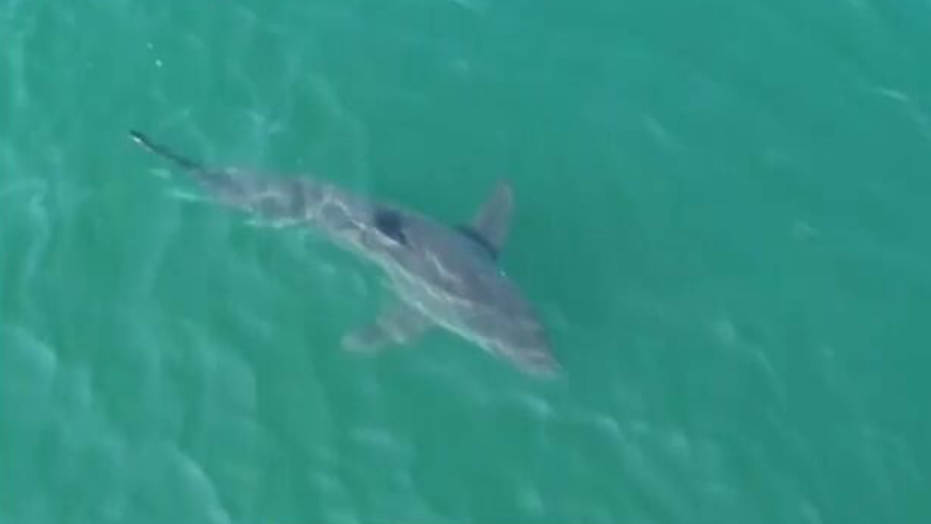 Tubarão-branco de 3,5 metros é avistado perto de praia do Maine, nos EUA