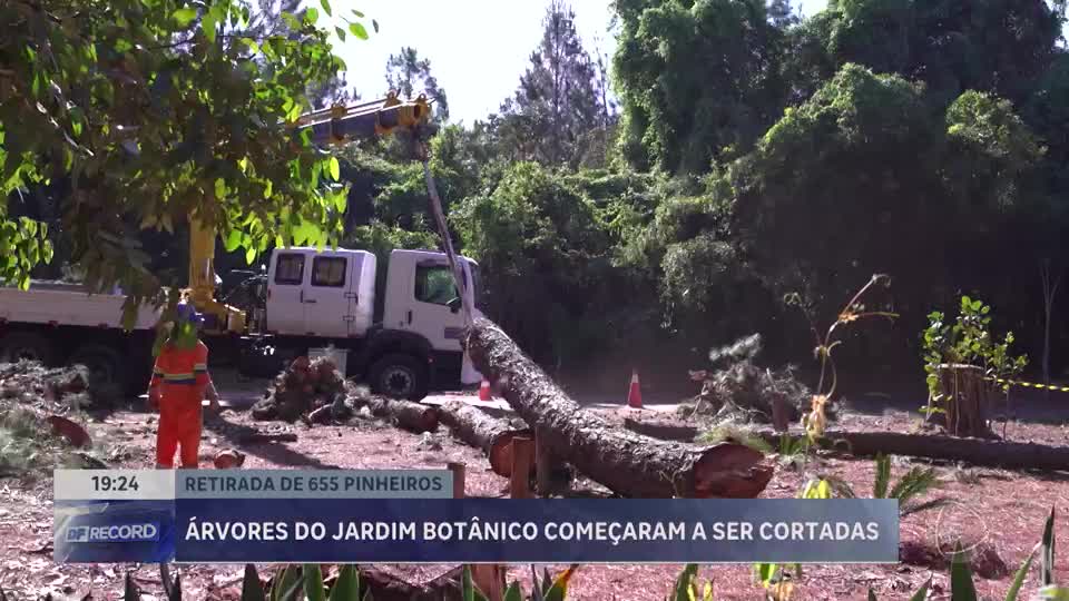 Pinheiros do Jardim Botânico de Brasília começam a ser cortadas para preservação ambiental