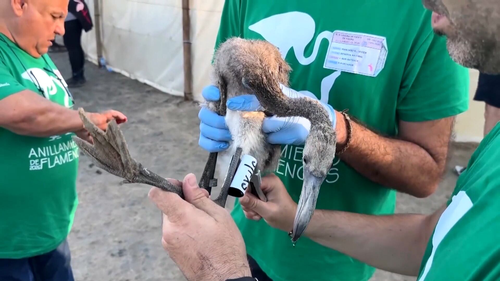 Em grande ação de preservação, 600 filhotes de flamingo recebem anilhas no sul da Espanha