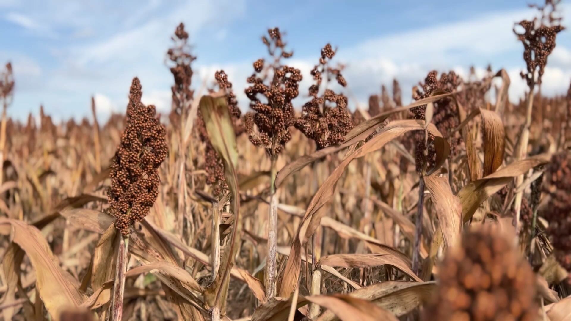 Goiás é referência no cultivo de cereal