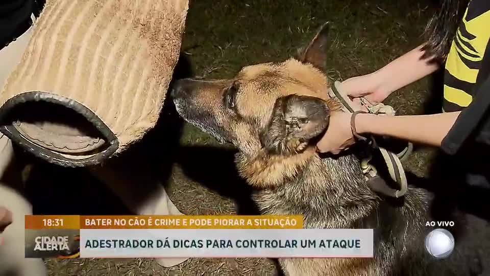 Moradores do DF relatam ataques de cães nas ruas; saiba como evitar acidentes