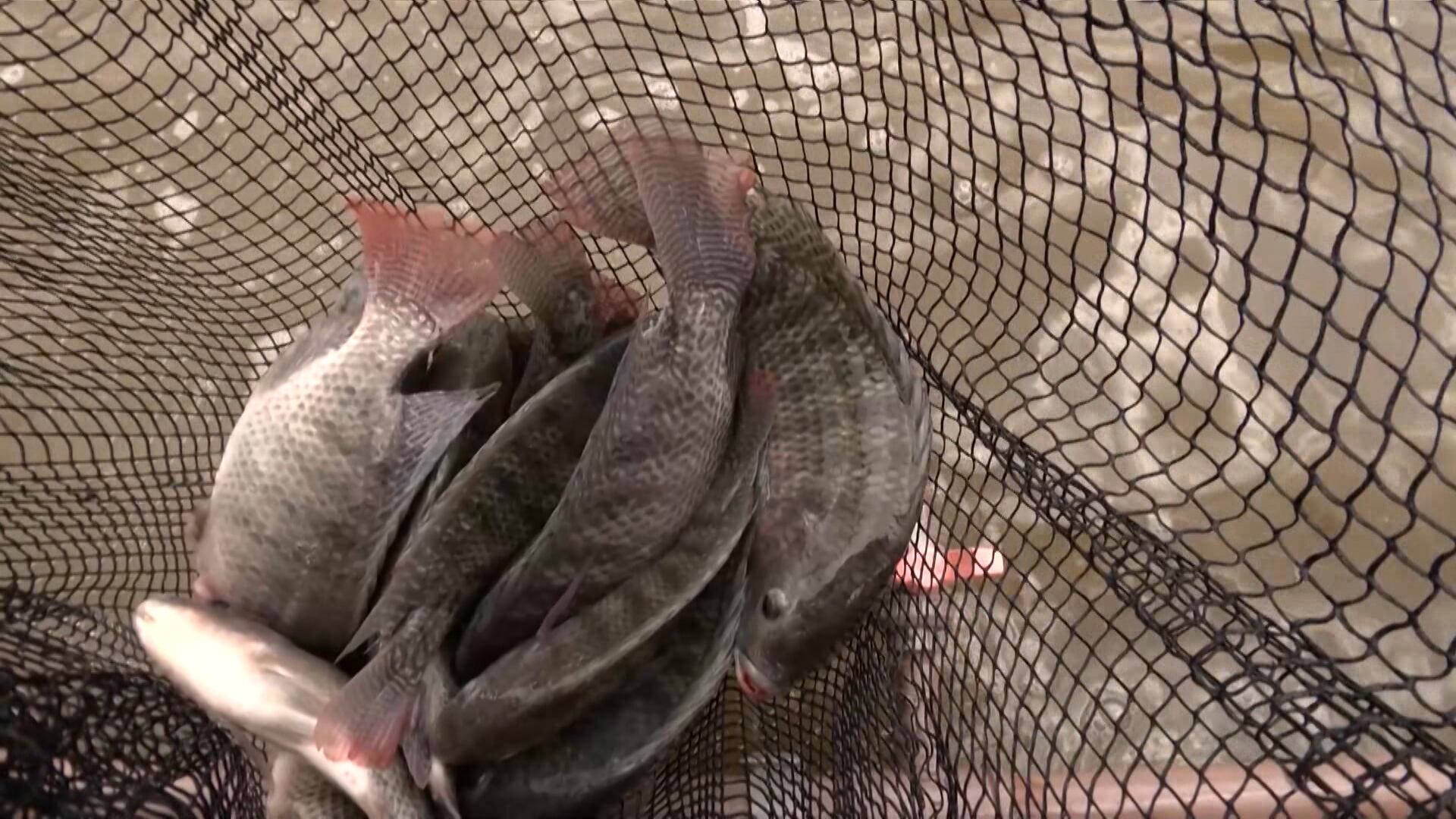 Preço da tilápia recua com demanda fraca