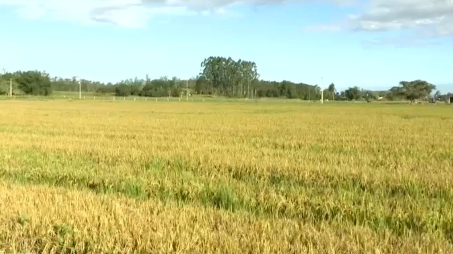 Preços do arroz em casca oscilam no início de agosto devido à variação na demanda