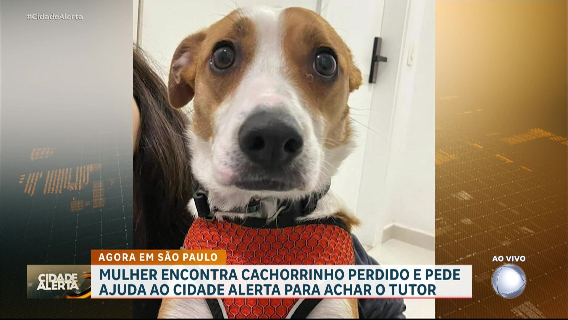Mulher encontra cachorro perdido e pede ajuda ao Cidade Alerta para achar tutor