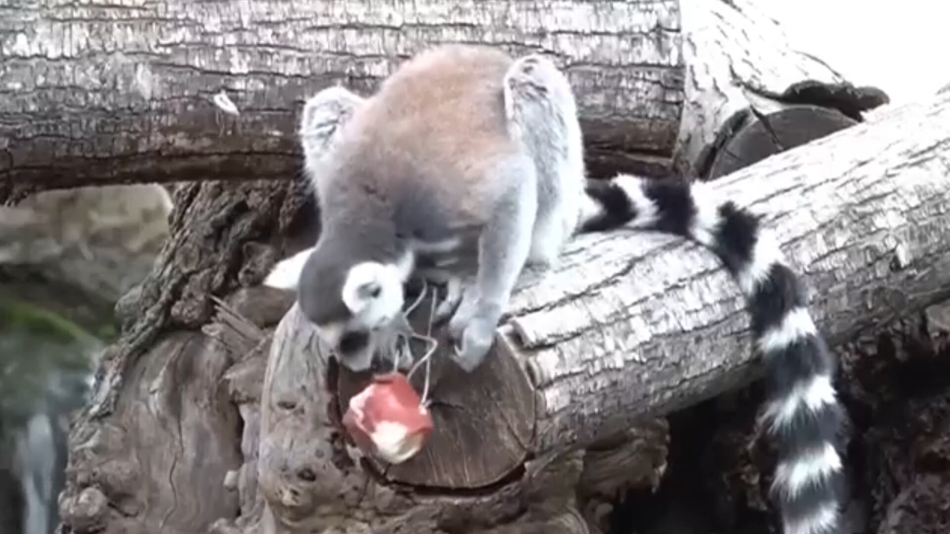 Animais se refrescam com picolés para amenizar calor extremo em zoológico de Roma