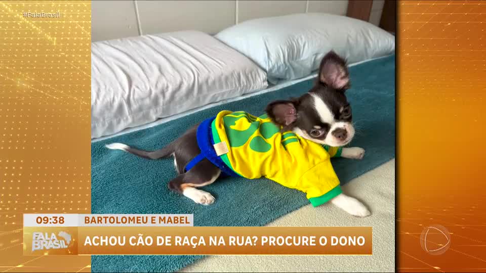 Casos de furto de cães de raça geram alerta em São Paulo