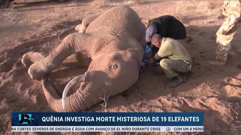 Quênia investiga morte misteriosa de 19 elefantes