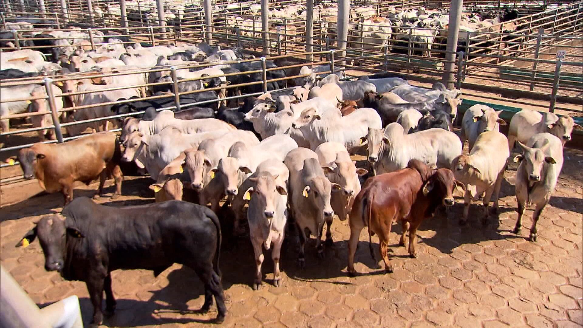 Preços da carne bovina e suína seguem em alta em agosto devido à demanda ativa dos compradores