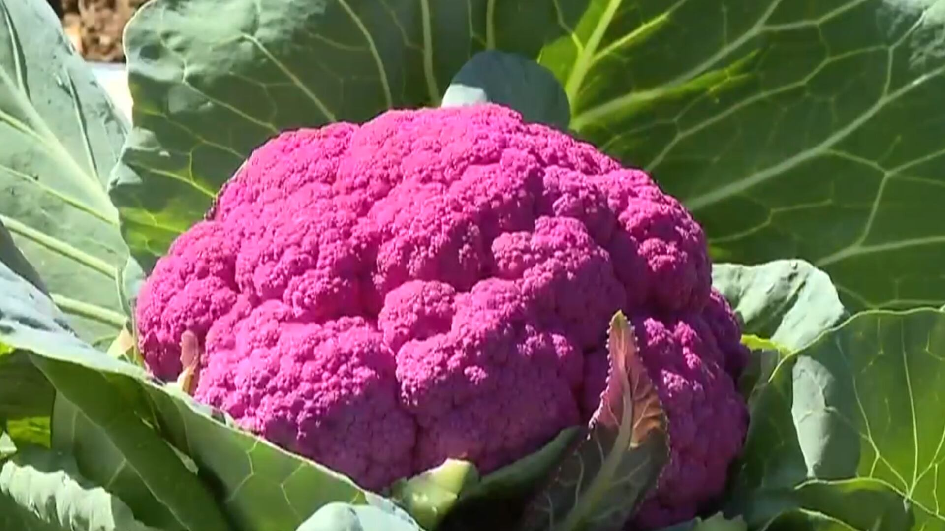 Couve-flor roxa? Conheça as verduras coloridas e saudáveis que conquistaram consumidores em Goiás