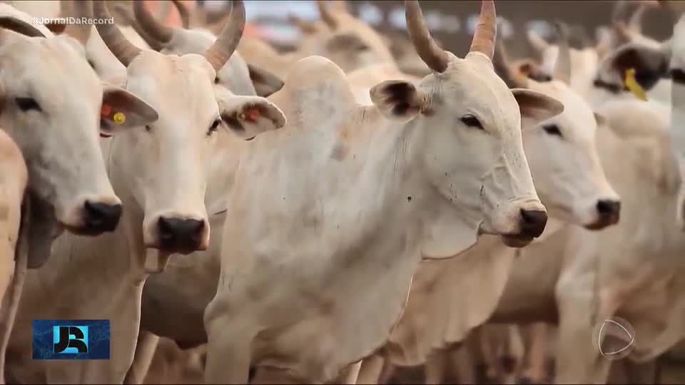 Produtores de carne do Brasil buscam novos mercados com taxações dos EUA; entenda