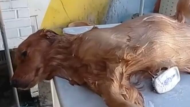 Mel: a golden retriver que toma banho deitada para dormir enquanto donos fazem o trabalho sujo