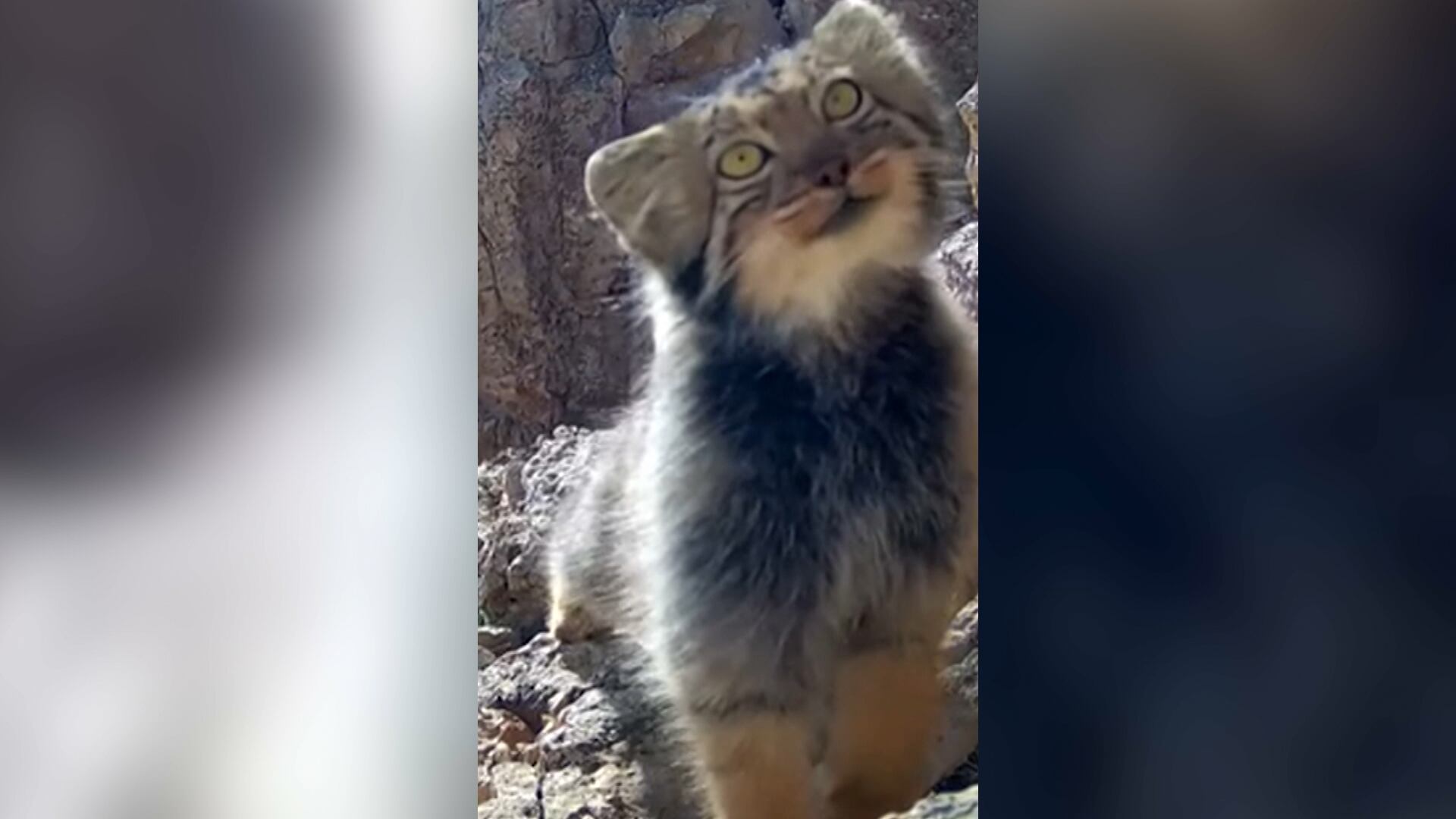 Fotógrafo encontra felino raro em região montanhosa no Irã