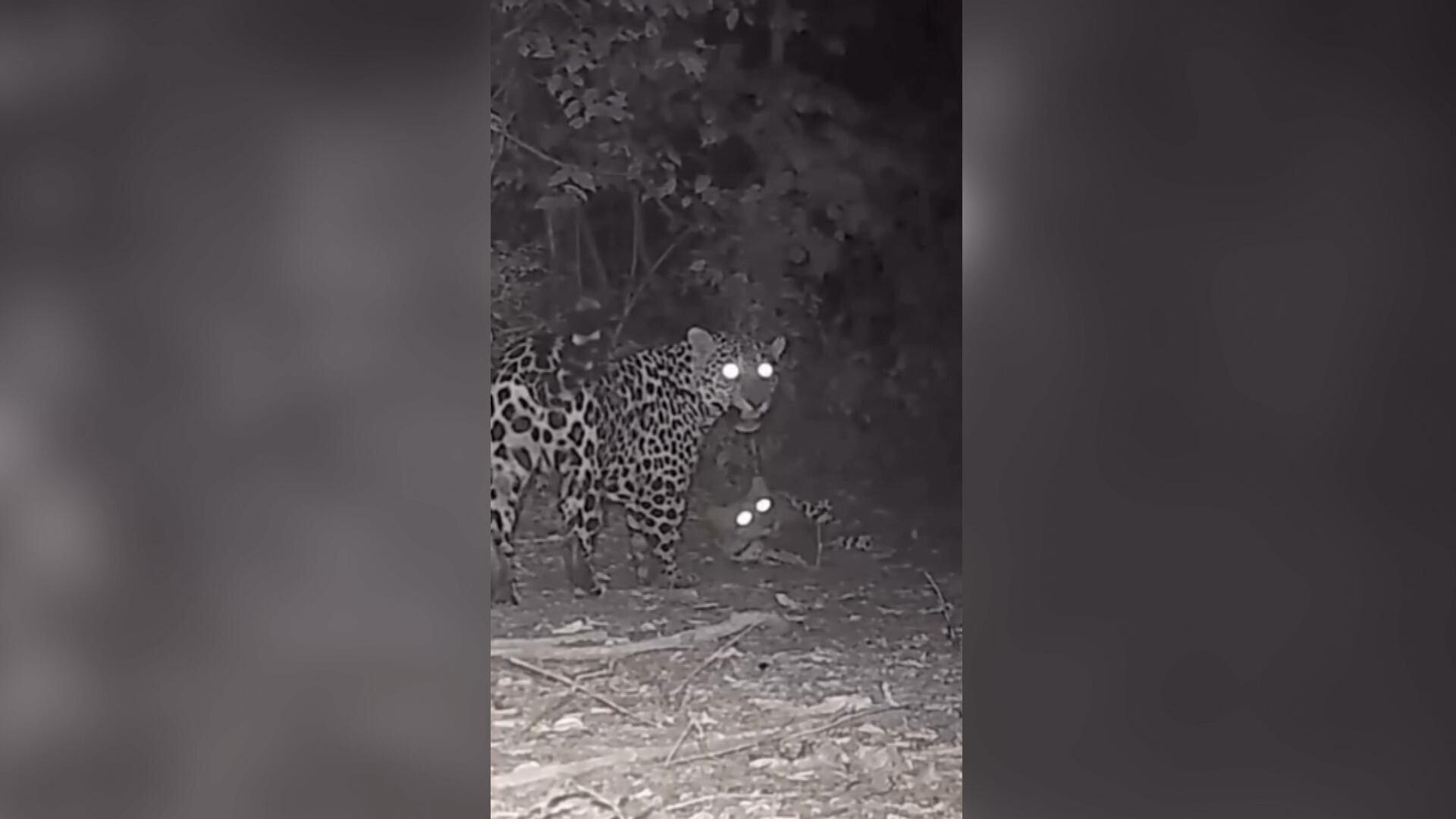 Vídeo flagra momento de afeto entre felinos na Argentina