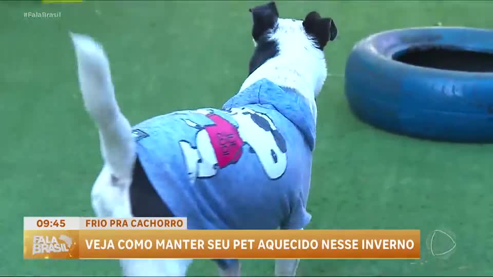 Cachorro sente frio veja cuidados com pets no inverno