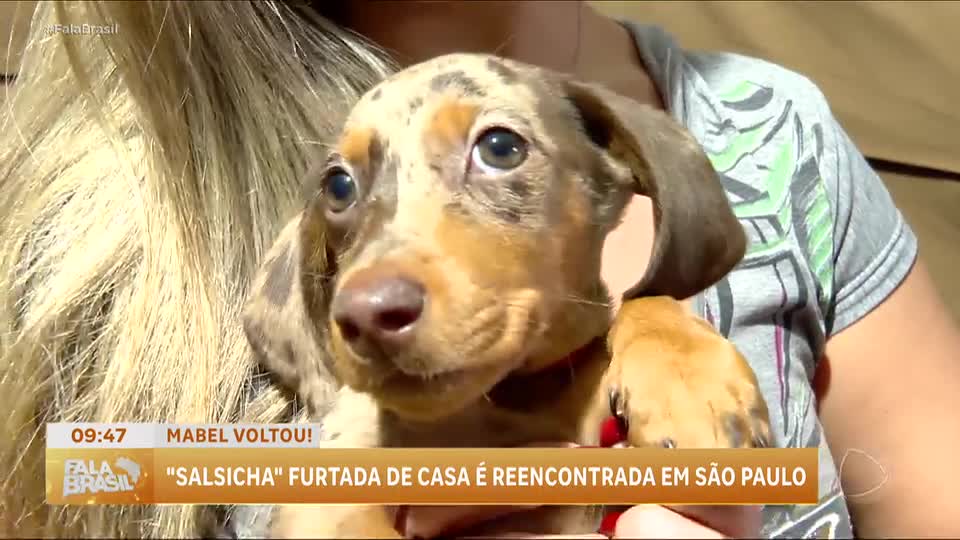 Cachorrinha Mabel é recuperada após furto em São Paulo