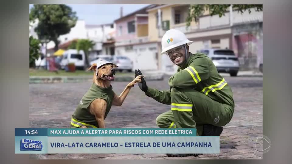 Vira-lata caramelo protagoniza campanha da Neoenergia sobre riscos da rede elétrica
