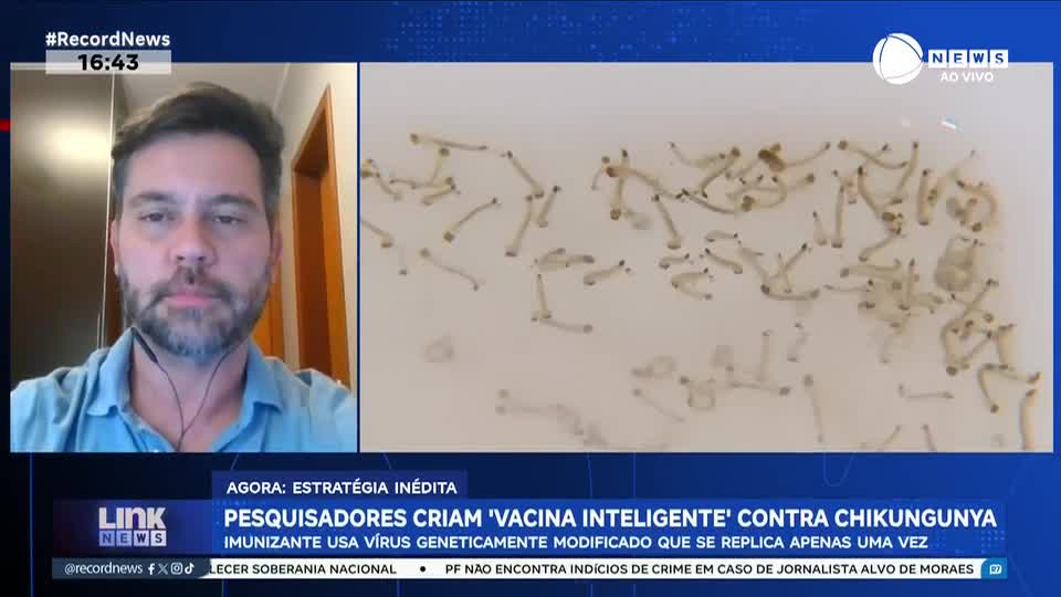 Novo imunizante contra chikungunya usa vírus geneticamente modificado