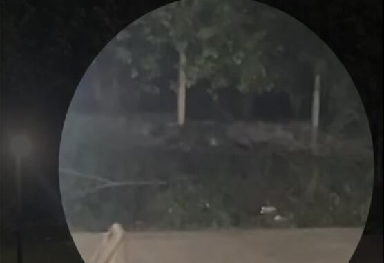 VÍDEO: Onça-parda circula perto de condomínio e assusta moradores em Nova Iguaçu (RJ)