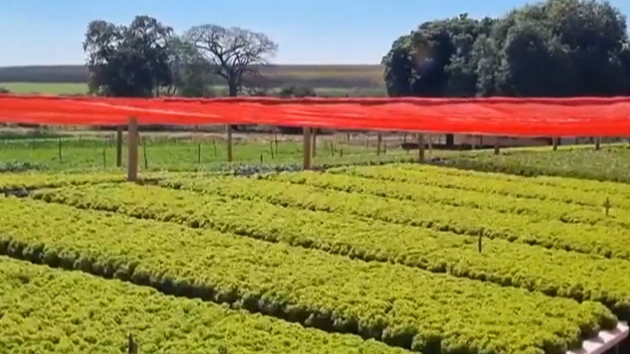 Tecnologia israelense se torna aliada na produção de hortaliças em São Paulo