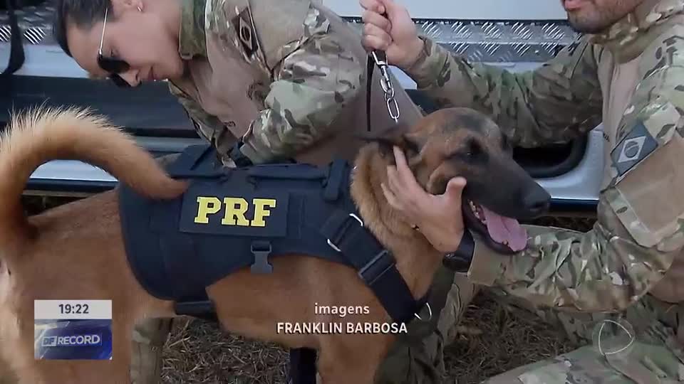 Cães farejadores auxiliam PRF em apreensões de drogas no DF