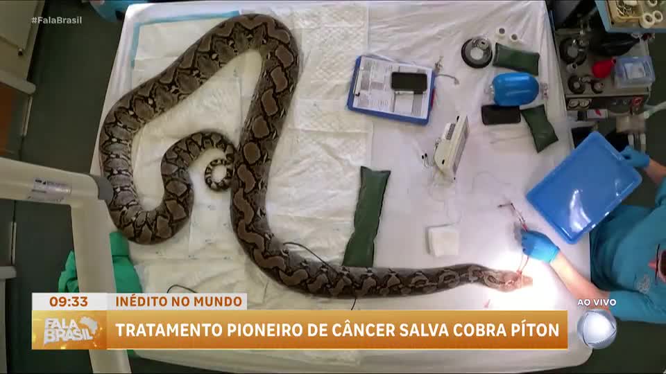 Tratamento pioneiro contra o câncer salva cobra píton na Inglaterra