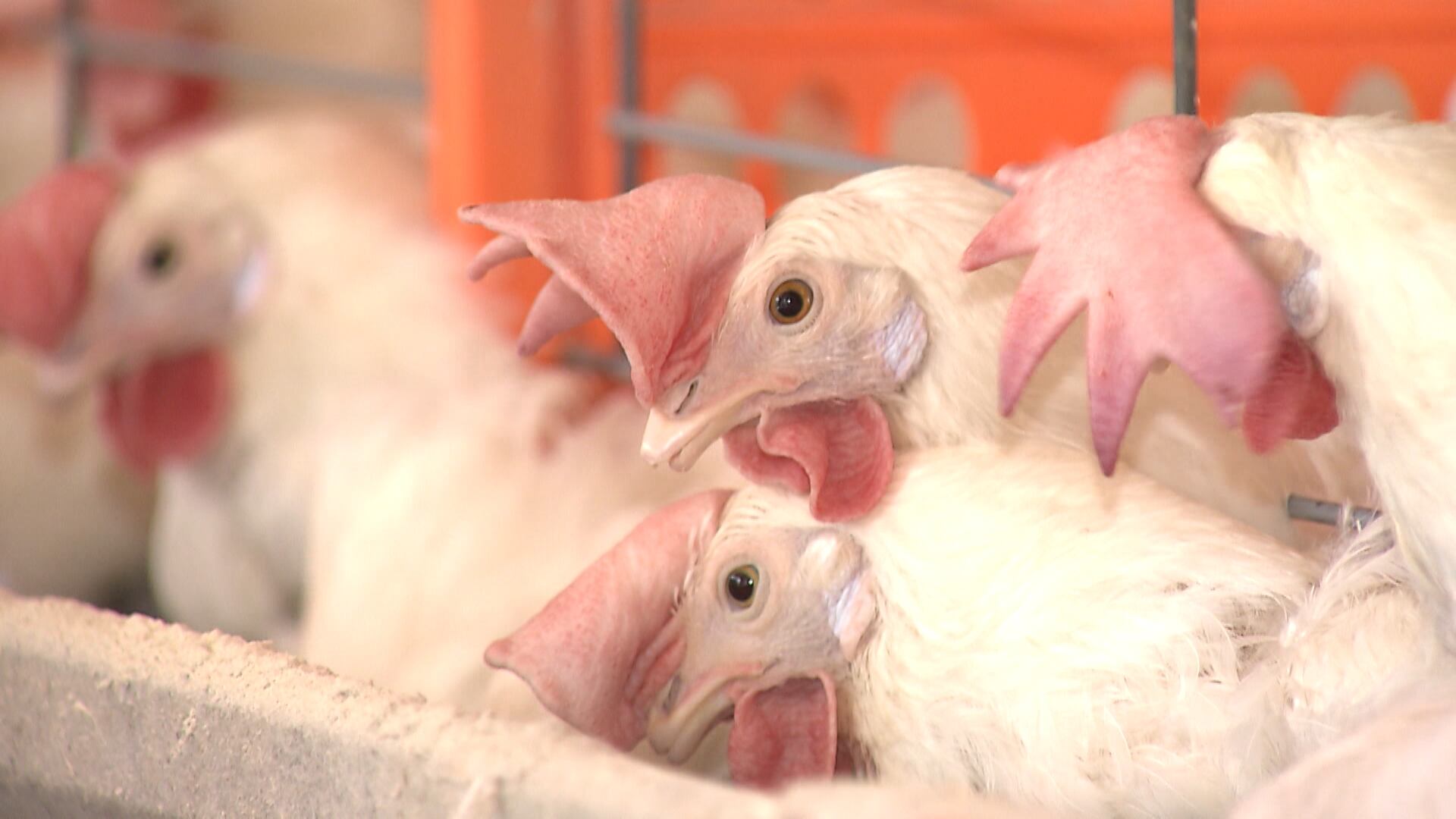 Exportações de carne de frango do Brasil crescem 30% em julho de 2026