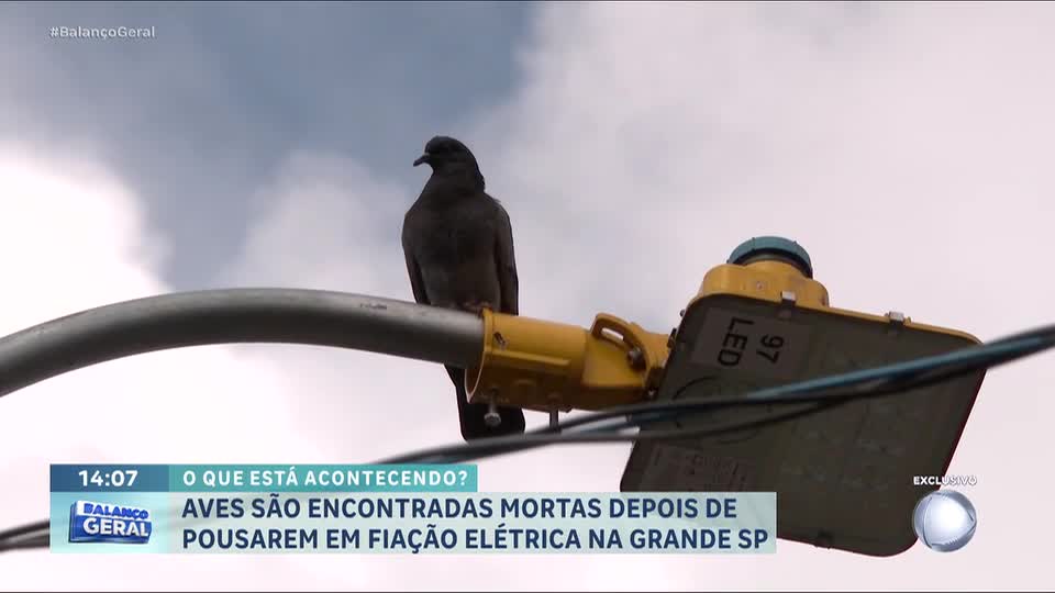 Moradores de Santo André (SP) denunciam morte de pássaros por choque elétrico em fiação