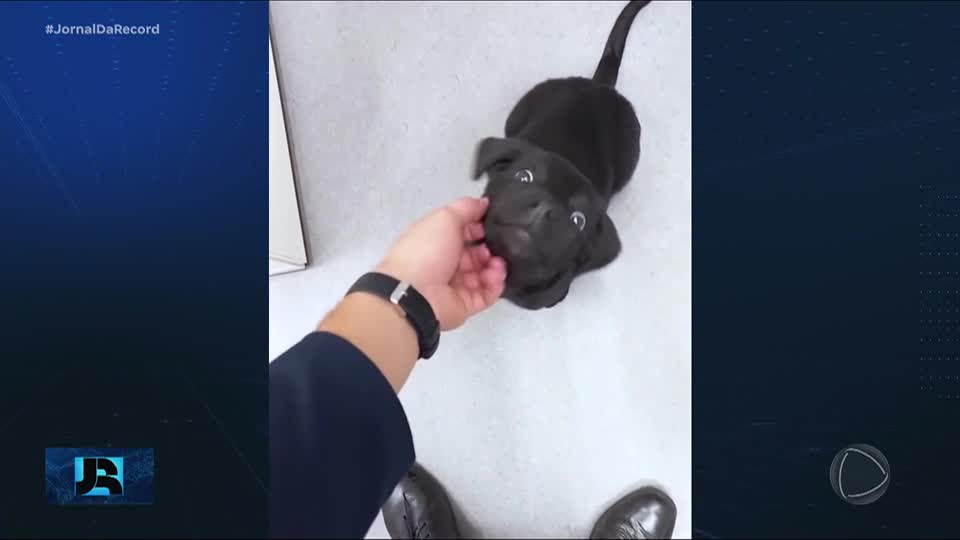 Homem é preso por abandonar cachorro no estacionamento do Aeroporto de Florianópolis