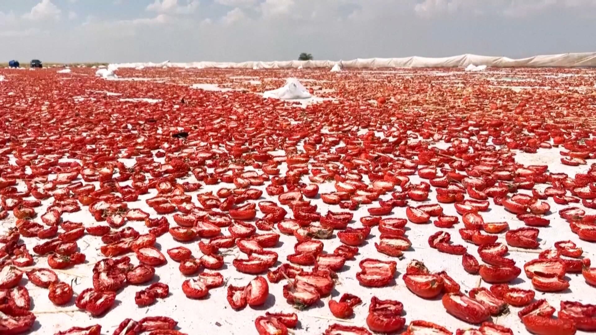 Tomates secam ao sol na Turquia antes de virarem molho