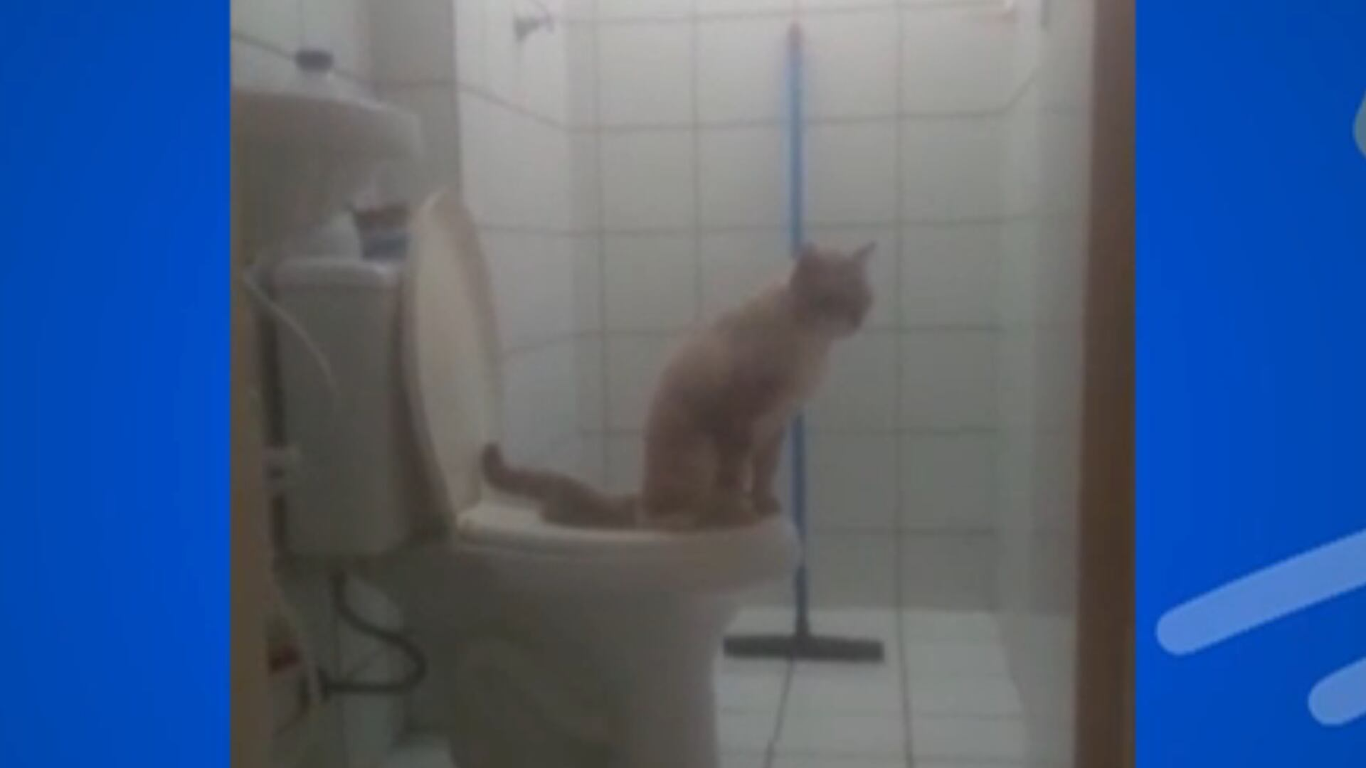 Educado! Gato surpreende ao usar vaso sanitário