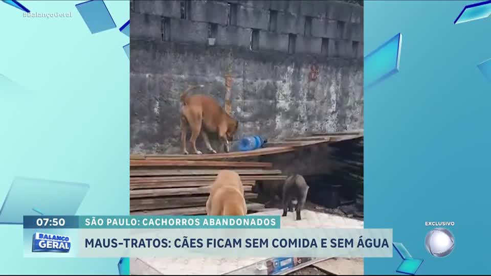 Cães abandonados em terreno na Lapa mobilizam moradores