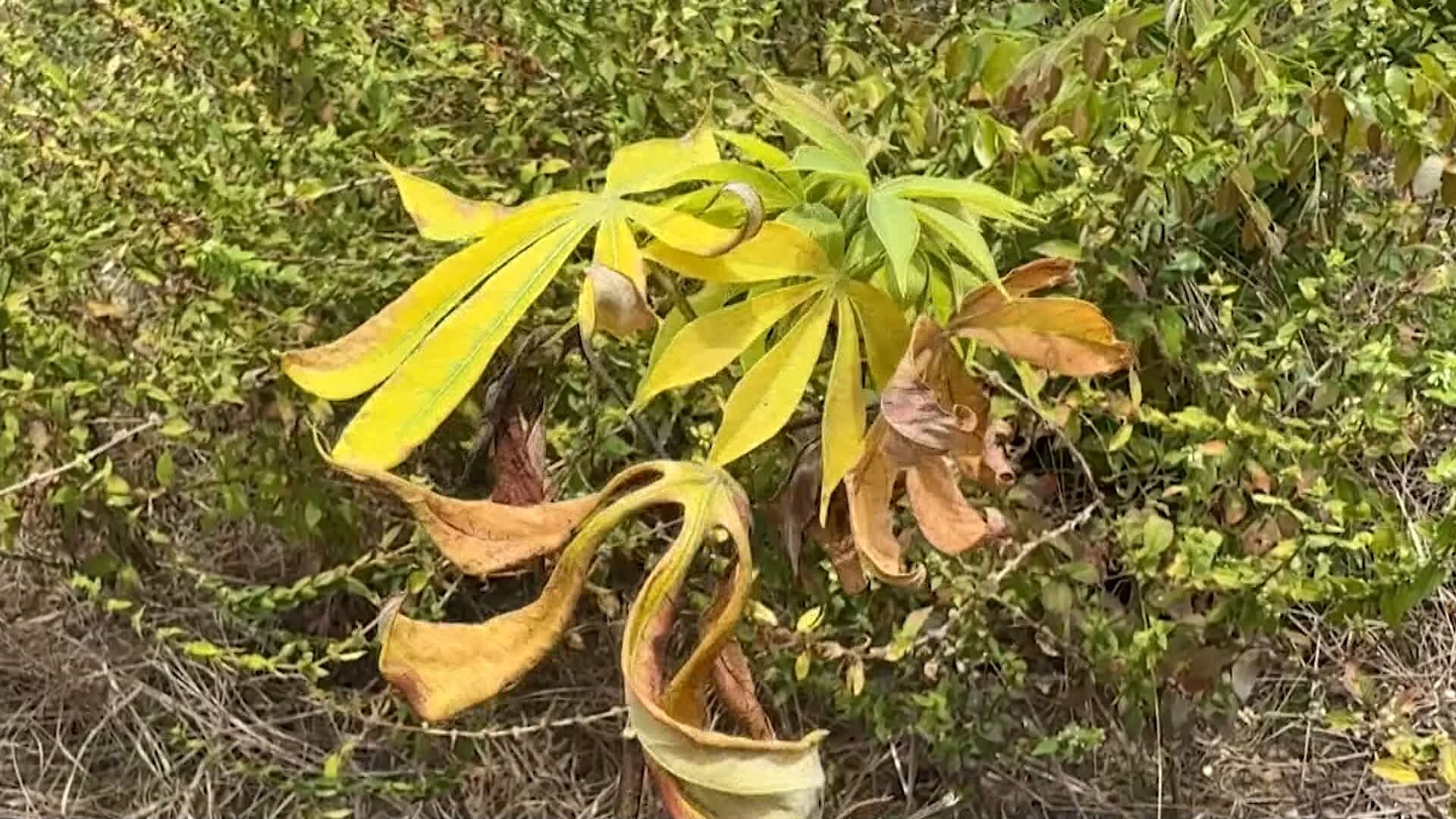 Doença atinge plantio de mandioca e coloca produção em risco