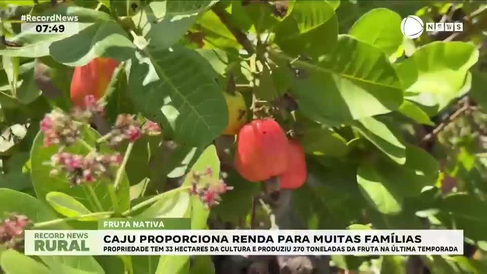 Fruta nativa do Nordeste proporciona renda para muitas famílias