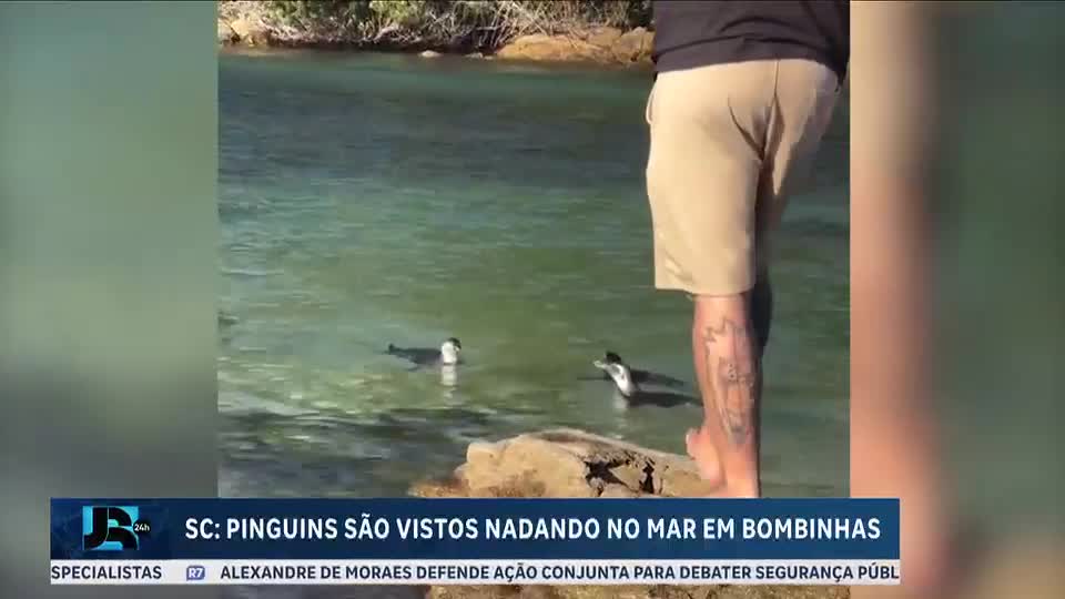 Pinguins-de-magalhães são vistos nadando em praia de Santa Catarina