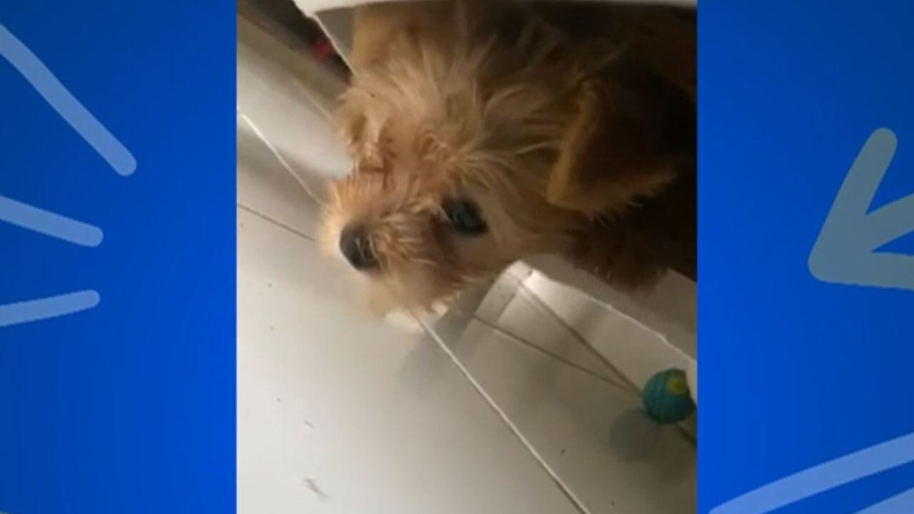 Esconderijo inusitado! Cachorra chama a atenção da tutora ao se abrigar no forro de sofá