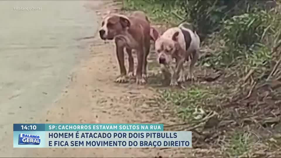 Homem é atacado por dois pitbulls e perde movimentos do braço em SP
